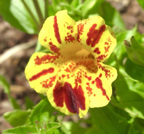 3500x Dwarf Mimulus Tigrinus Tiger Monkey Mixed Seeds - Vibrant Annual Flower