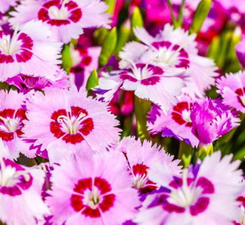 Dianthus Plumarius Sweetness Beauty Mixed - 700x Seeds - Perennial Flower