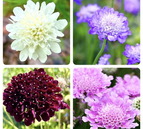 300x Pincushion Sweet Scabious Double Flower Seeds Mix - Scabiosa Atropurpurea