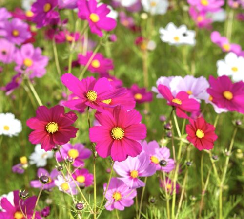 350x Cosmos Sensation Mix Seeds - Cosmos Bipinnatus - Flower