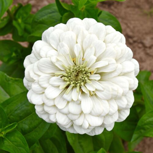 Zinnia Dahlia White Polar Bear - 150x Seeds - Summer & Autumn Flowering