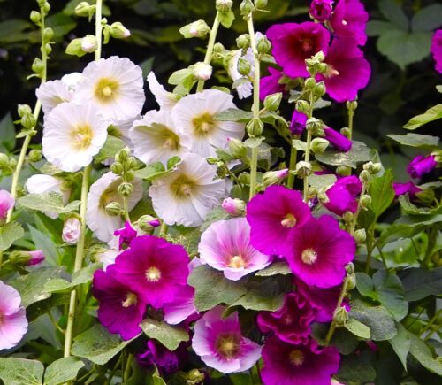 150x Giant Hollyhock Single Flower Mix Seeds -  Alcea Ficifolia - Perennial