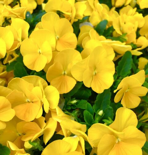 Pansy Golden Yellow Trailing - 170x Seeds - Viola - Flower