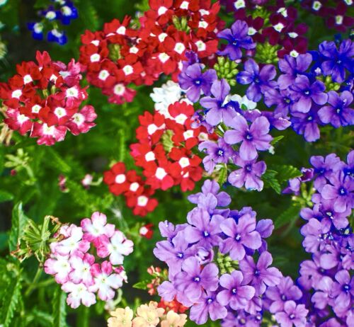 220x Verbena Hybrida Florist Mix Seeds - Hanging Basket Flower