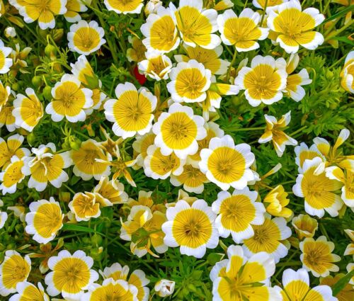 300x Limnanthes Douglassi Seeds (Poached Egg Plant) - Yellow Centre - Annual - Flower