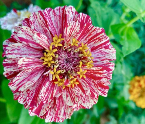 110x Zinnia Dahlia Peppermint Mix Seeds - Striped Red Yellow Blooms - Flower