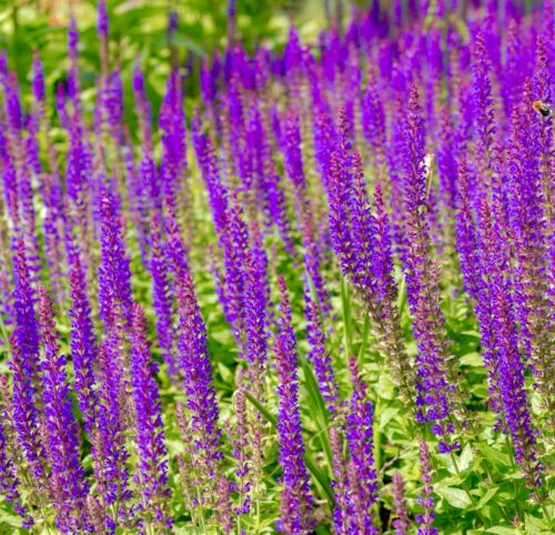 Salvia Woodland Sage - 220x Seeds - Nemorosa - Perennial Flower ...