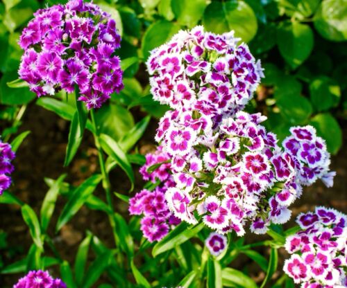 1200x Sweet William Auricula Eyed Large Flower Mix Seeds - Dianthus