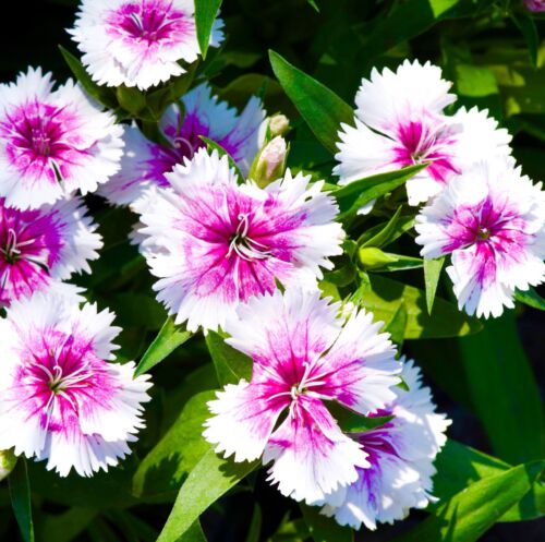 300x Sonata Dianthus Plumarius Double Mix Seeds - Flower