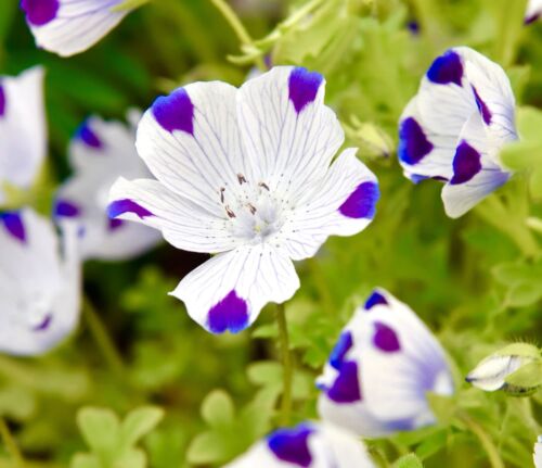 400x Five Spot Nemophila Maculata Seeds - Wildflower - Annual