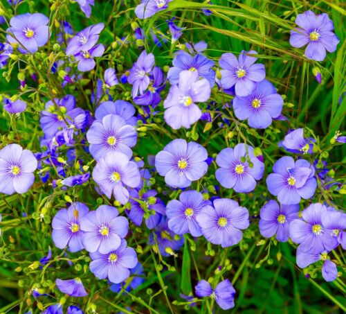 2200x Sapphire Blue Flax Linum Perenne Seeds - Perennial Flower