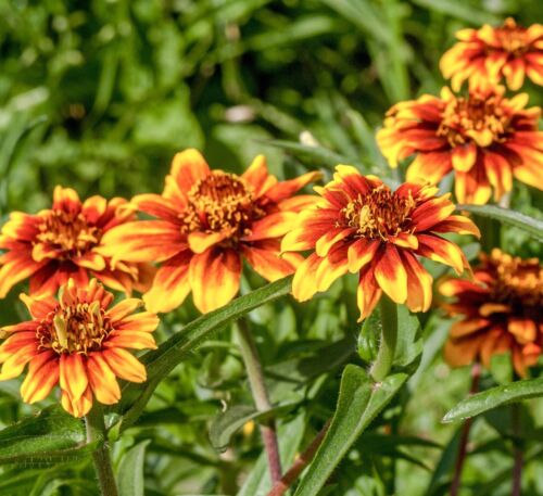 300x Zinnia Haageana Old Mexico Seeds - Dwarf Double Flower - Annual