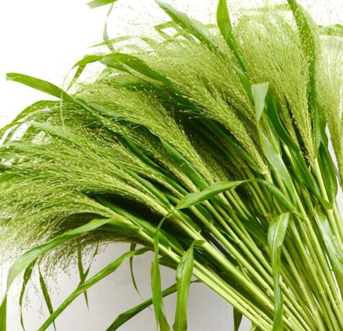 500x Sparkling Fountain Panicum Elegans Seeds - Ornamental Grass - Flower