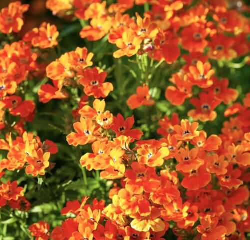 1200x Nemesia Orange Prince Seeds - Nemesia Strumosa Annual Flower - Clusters