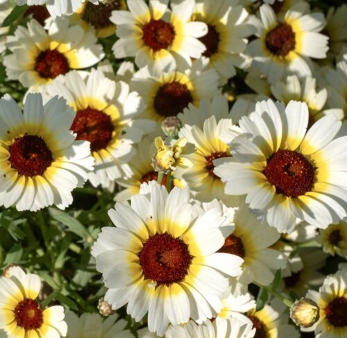 Chrysanthemum Segetum Eastern Star - 400x Seeds - Flower