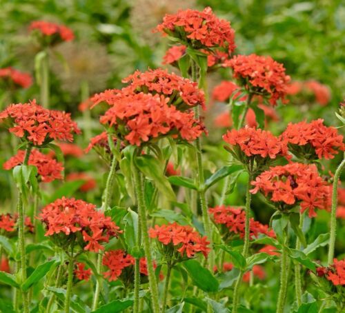 1200x Red Maltese Cross Lychnis Flower Seeds - Perennial