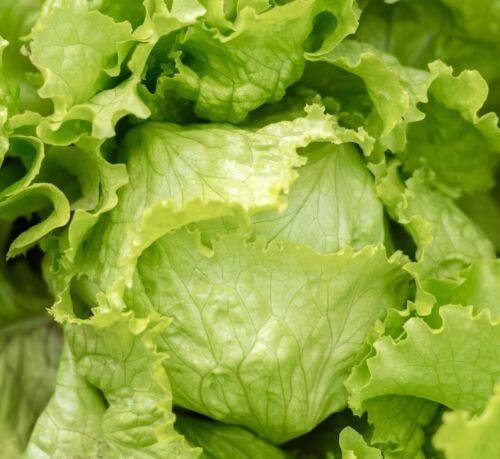 1100x Lettuce Iceberg Great Lakes 118 Seeds - Sweet Variety - Vegetable