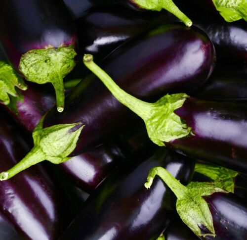 Aubergine Moneymaker F1 - 50x Seeds - Solanum Melongena - Vegetable