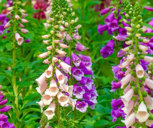 13 000x Digitalis Foxglove Foxy Mix Seeds Tall Spiked Flower 13-000x-digitalis-foxglove-foxy-mix-seeds-tall-spiked-flower