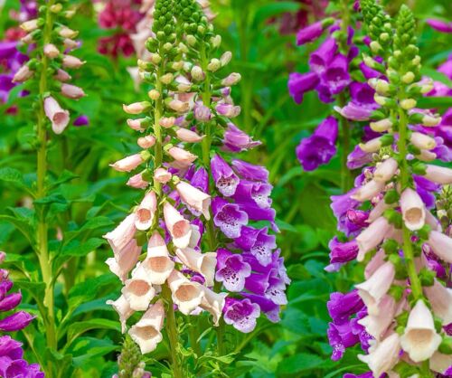 13,000x Digitalis Foxglove Foxy Mix Seeds - Tall Spiked Flower