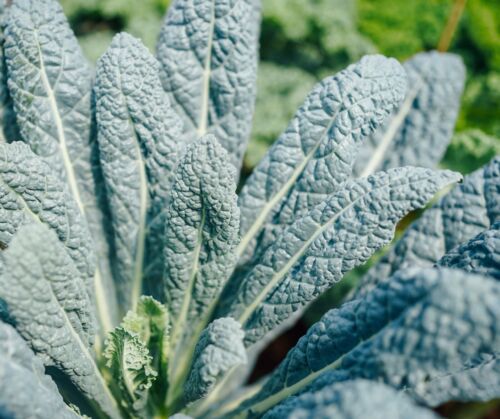 Giant Black Magic British Kale - 100x Seeds -  Borecole -  Vegetable