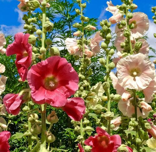 150x Alcea Hollyhock Antwerp Mix Seeds - Perennial Flower