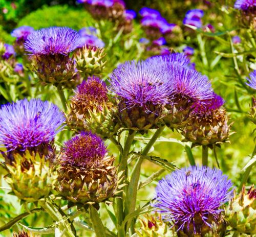 35x Herb Cardoon Cynara Cardunculus Seeds - Artichoke Thistle - Perennial