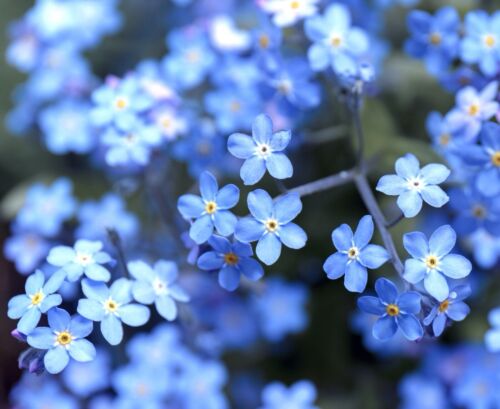 Forget Me Not Blue - 2600x Seeds - Myosotis Alpestris - Flower