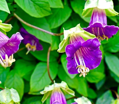 10x Purple Vine Cup And Saucer Seeds - Cobaea Scandens - Climber Flower