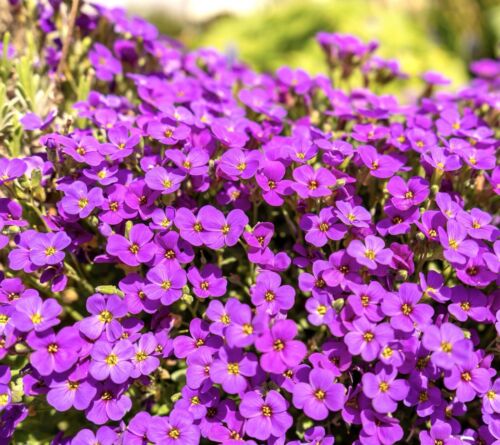 350x Rock Cress Pink-Purple cascading Seeds - Aubrieta Hybrida - Flower