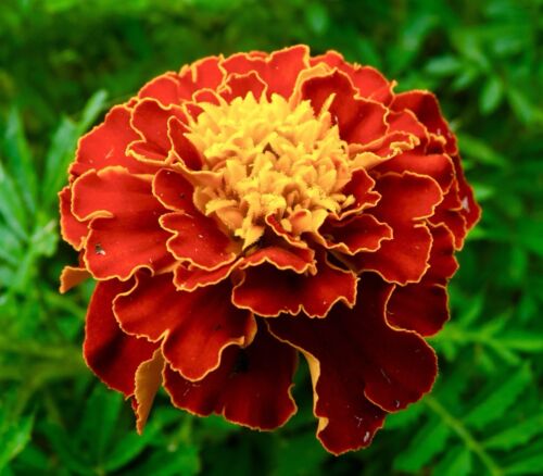 300x French Marigold Dwarf Tagetes Boy Spry - Flower