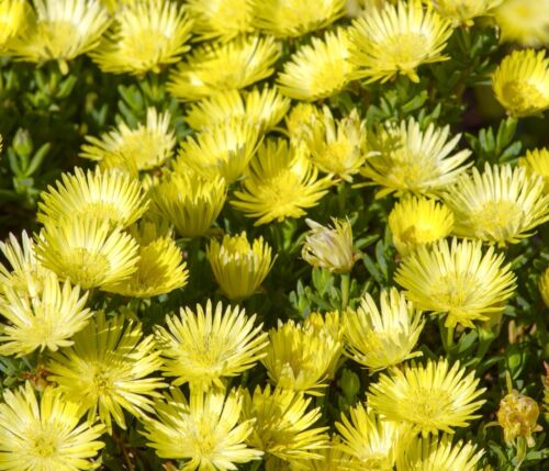 Yellow Mesembryanthemum Harlequin - 700x Seeds - Dorotheanthus - Annual Flower