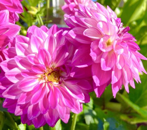 Dwarf Dandy Dahila Mixed - 50x Seeds -  Hardy Perennial - Flower