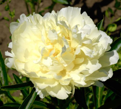 2500x Yellow Peony Papaver Paeoniflorum Poppy Seeds - Giant Flowering - Annual