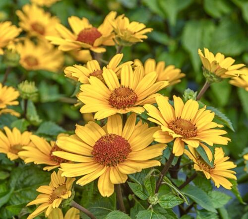 Heliopsis Scabra Summer Sun - 150x Seeds - Flower