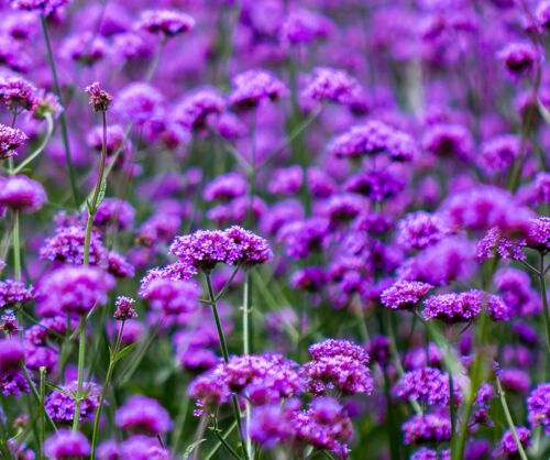 350x Verbena Tenuisecta Annual Flower Seeds - Violet Moss