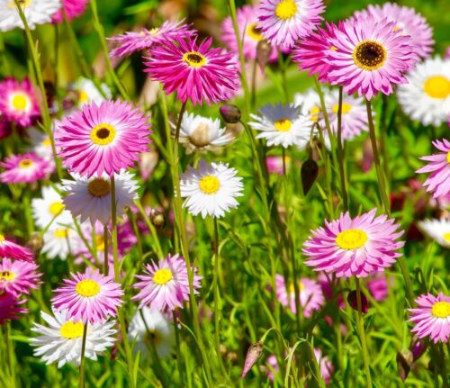 600x Helipterum Roseum Paper Huge Daisy Seeds - Stunning Flower Mixture