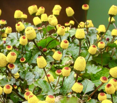 500x Toothache Spilanthes Oleracea Flower Seeds - Bulls Eye - Perennial - Herb