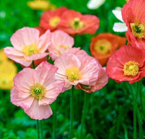 25,000x English Poppy True Shirley Single Mix Seeds  - Annual - Pastel Shades - Flower