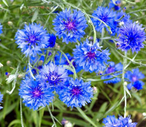 Cornflower Blue Wild Flower - 700x Seeds - Flower