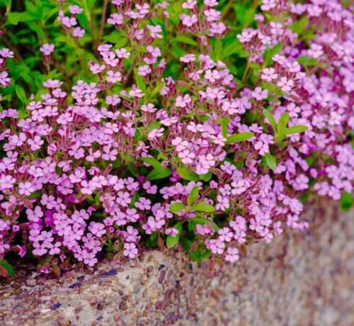 900x Pink Soapwort Saponaria Ocymoides Seeds - Rock - Flower Perennial