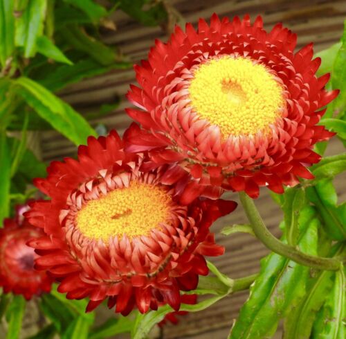 1000x Strawflower Helichrysum Bracteatum Scarlet Red Flower Seeds - Annual