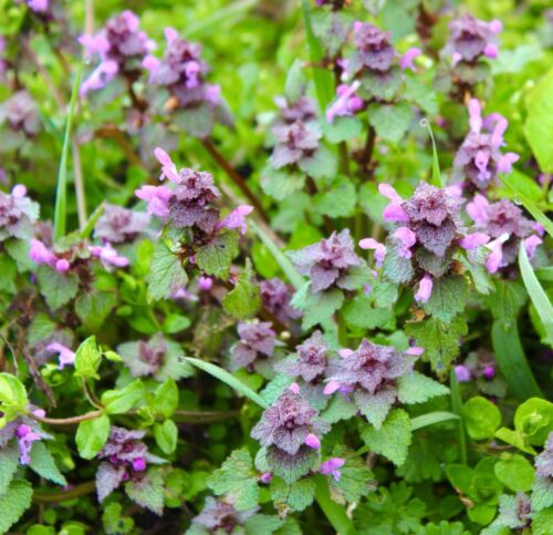 3000x Catnip Catmint Nepeta Seeds - Herb