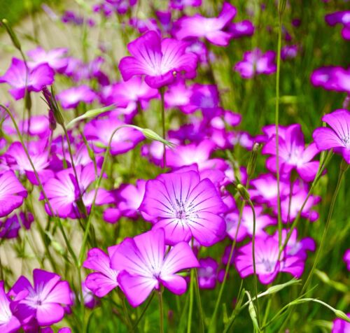 600x Corncockle Agrostemma Githago Seeds - Meadow Flower