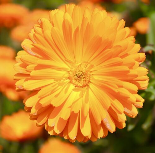 170x Pot Marigold Orange Gitana Dwarf Double Seeds - Calendula - Flower