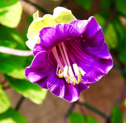 10x Purple Vine Cup And Saucer Seeds - Cobaea Scandens - Climber Flower