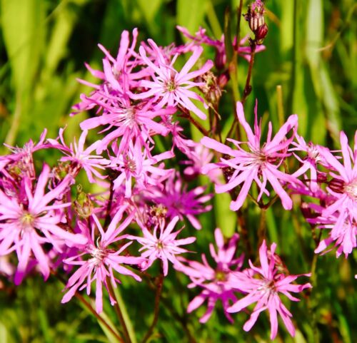 4000x Lychnis Flos Cuculi Ragged Robin Seeds - Perennial Flower