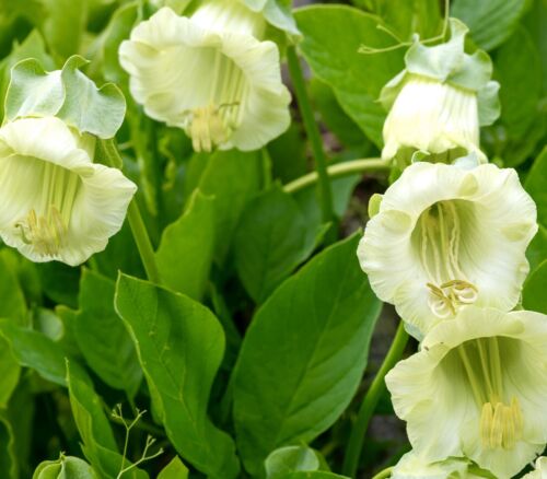 10x Cup And Saucer Vine White Alba Seeds - Cobaea Scandens - Climbing Flower