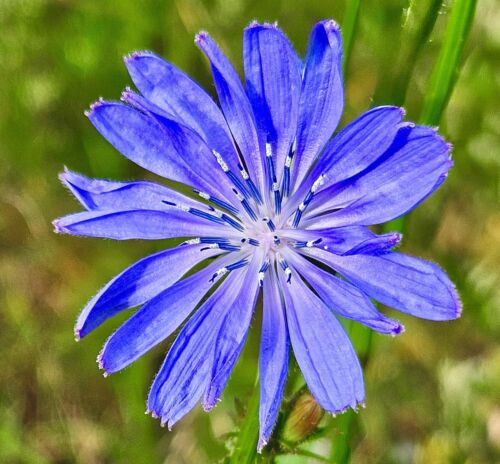 1600x Sky Blue Chicory Seeds - Cichorium Intybus - Wildflower - Annual