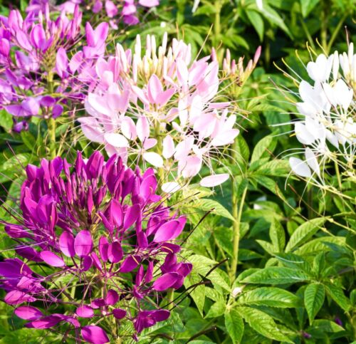 Cleome Spider Fountain Mix - 700x Seeds - Spinosa - Flower